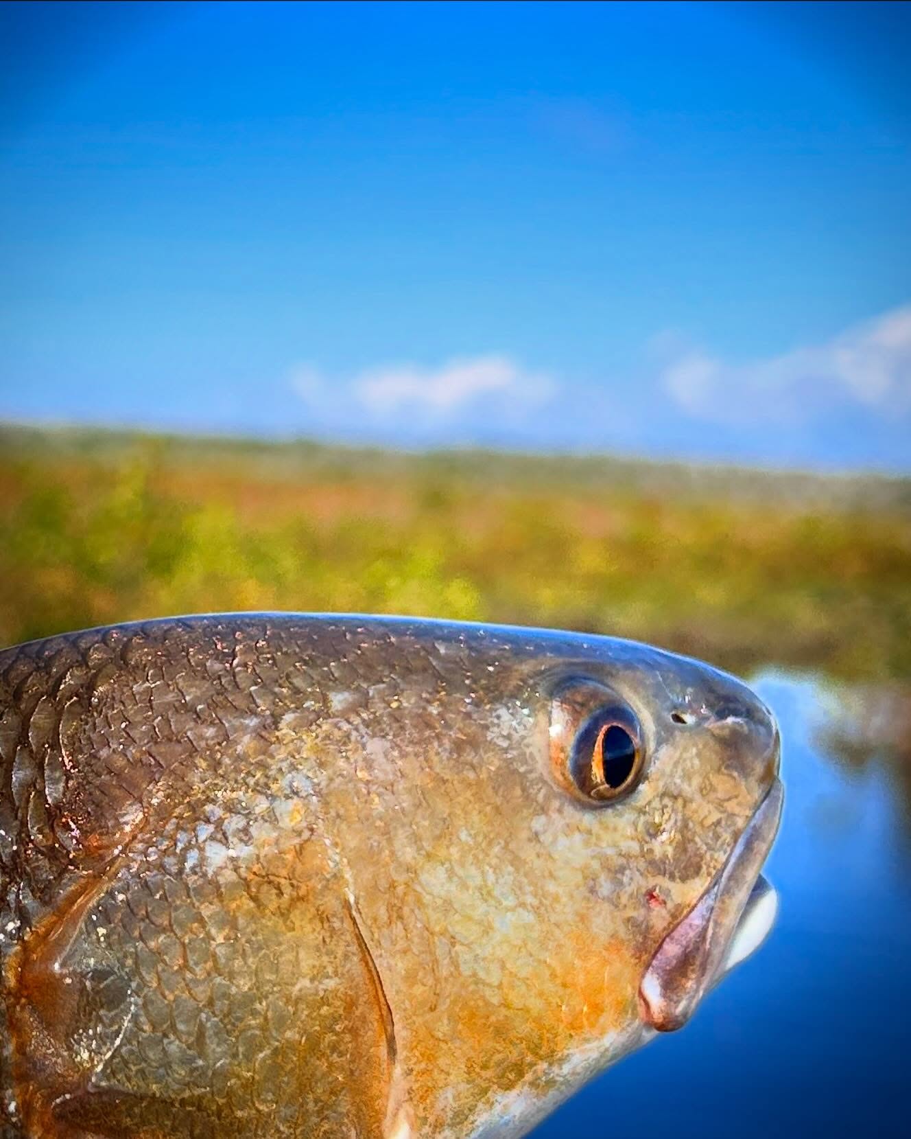 Nature Coastin' Fishing Charters